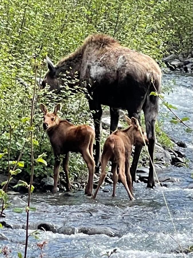 Carlo Creek Cabins Denali Park Luaran gambar